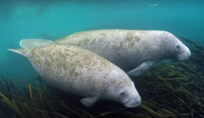 Manatee Blue Springs. Marisol Pointe at MiraBay Florida Series New Homes in Apollo Beach, FL